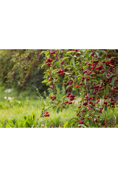 Вишня великоплідна Ерді Бетермо